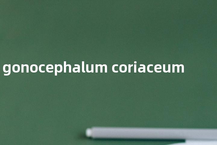 gonocephalum coriaceum单词图解，单词释义场景配图