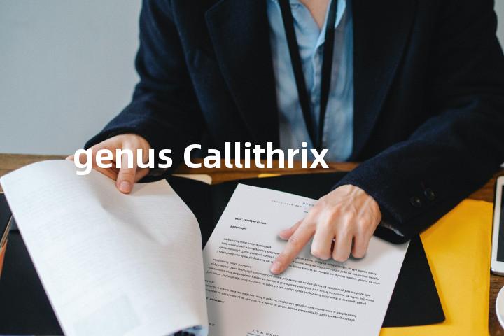 genus Callithrix单词图解，单词释义场景配图