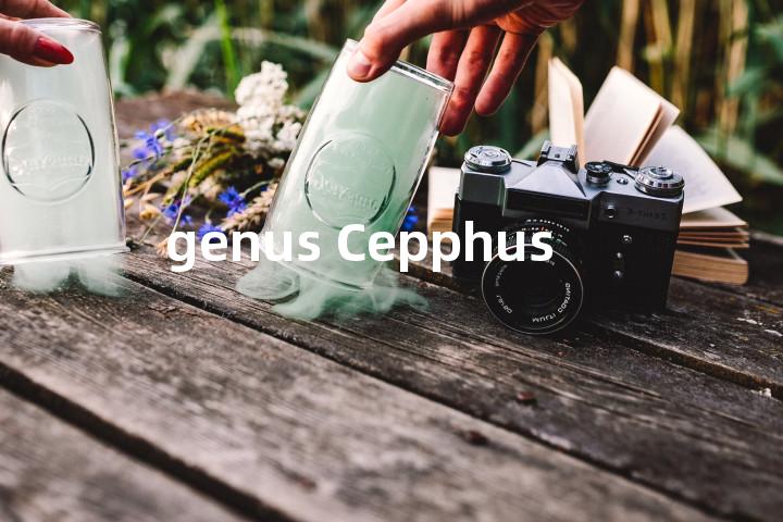 genus Cepphus单词图解，单词释义场景配图