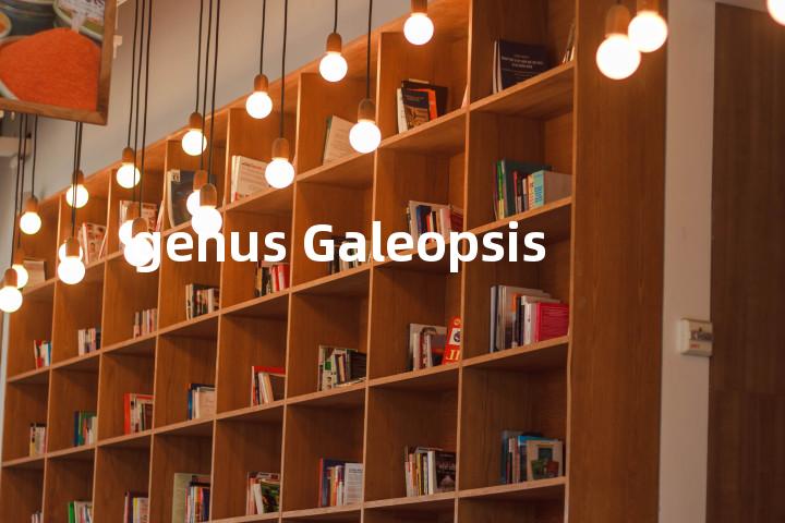 genus Galeopsis单词图解，单词释义场景配图