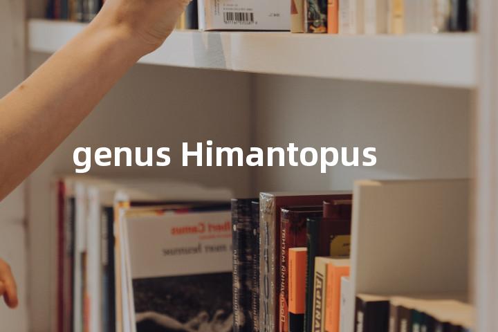 genus Himantopus单词图解，单词释义场景配图