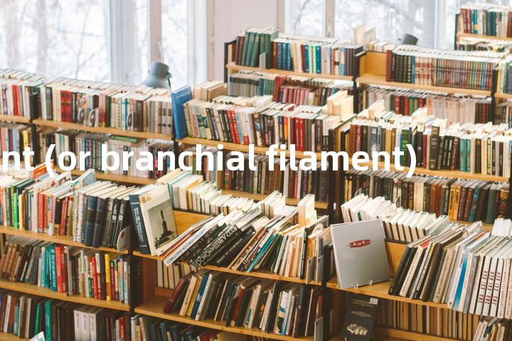 gill filament (or branchial filament)单词图解，单词释义场景配图