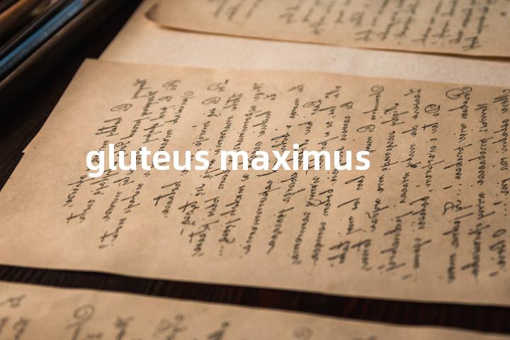 gluteus maximus单词图解，单词释义场景配图