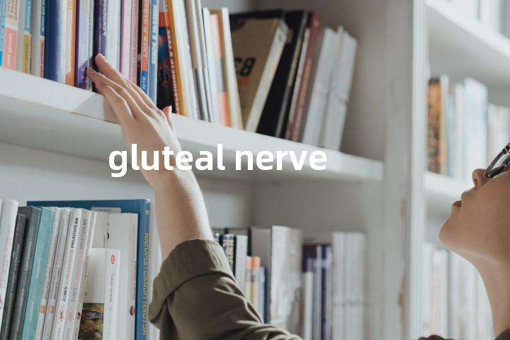 gluteal nerve单词图解，单词释义场景配图