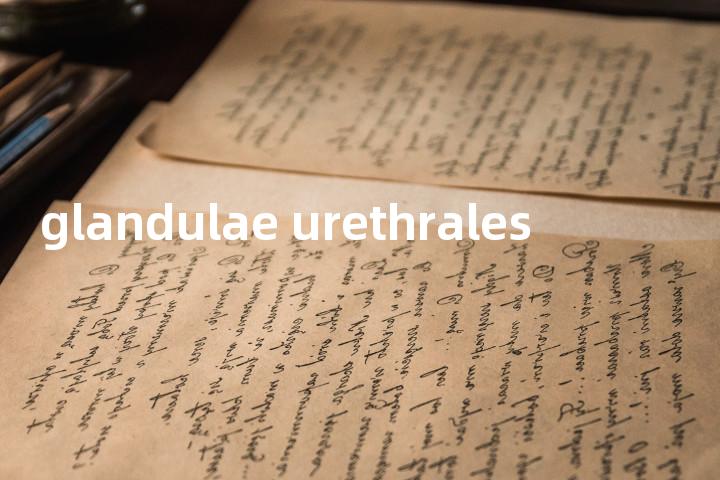 glandulae urethrales单词图解，单词释义场景配图