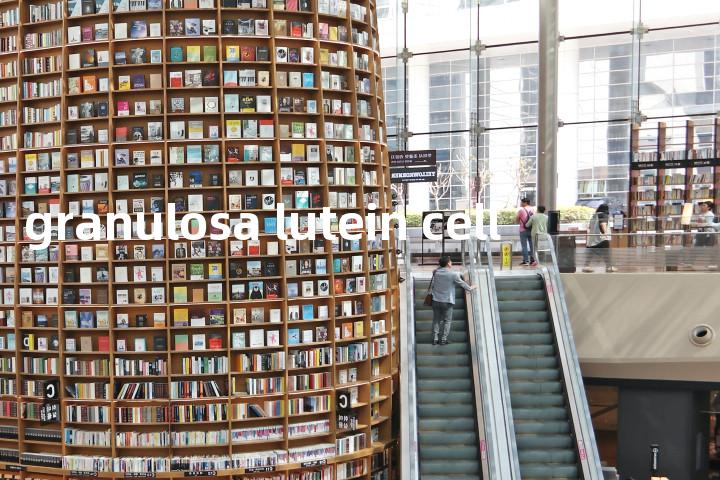 granulosa lutein cell单词图解，单词释义场景配图