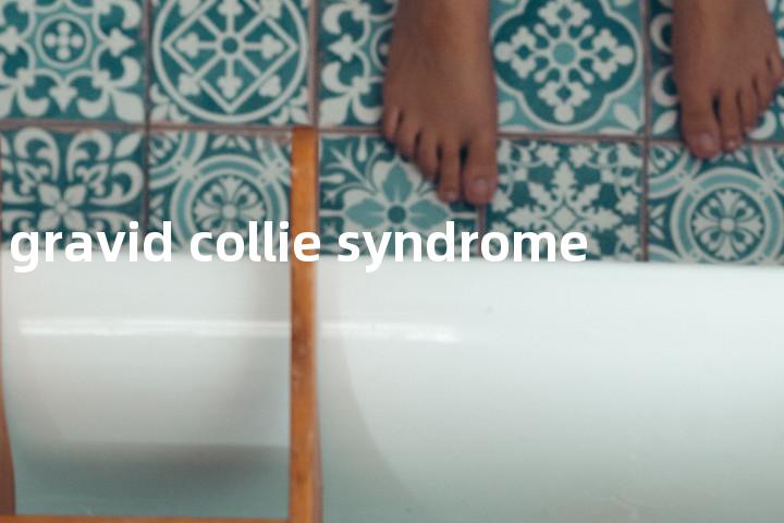 gravid collie syndrome单词图解，单词释义场景配图