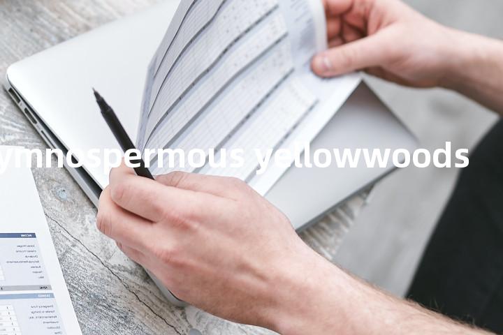 gymnospermous yellowwoods单词图解，单词释义场景配图
