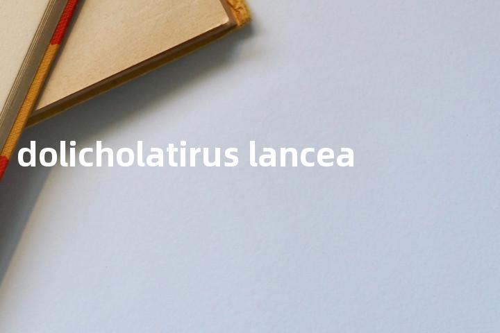 dolicholatirus lancea单词图解，单词释义场景配图