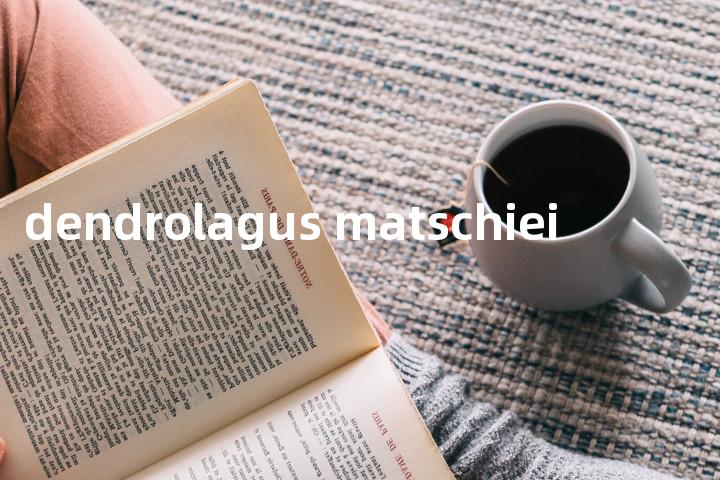 dendrolagus matschiei单词图解，单词释义场景配图