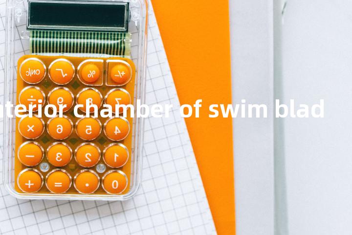 diverticle anterior chamber of swim bladder单词图解，单词释义场景配图