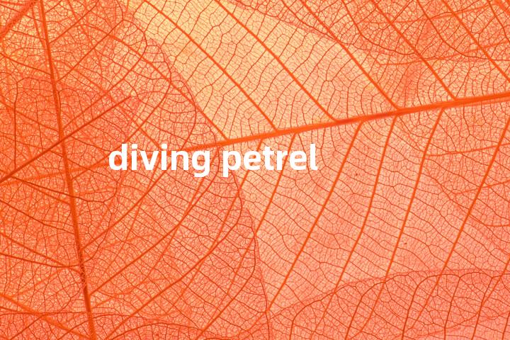 diving petrel单词图解，单词释义场景配图