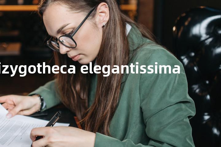 dizygotheca elegantissima单词图解，单词释义场景配图