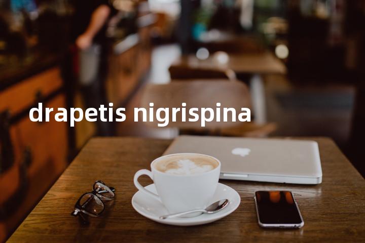 drapetis nigrispina单词图解，单词释义场景配图
