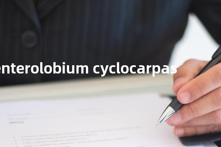 enterolobium cyclocarpas单词图解，单词释义场景配图