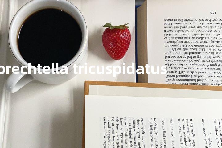 ebrechtella tricuspidatus单词图解，单词释义场景配图