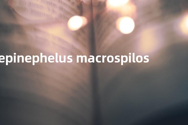 epinephelus macrospilos单词图解，单词释义场景配图