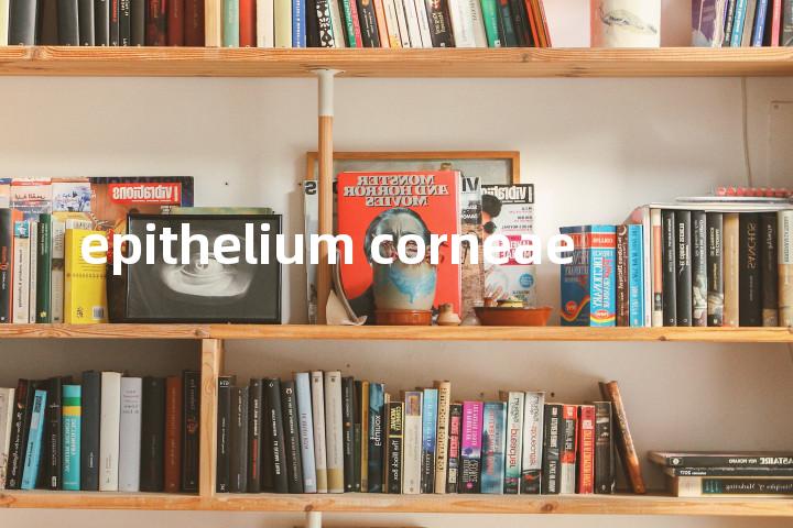epithelium corneae单词图解，单词释义场景配图