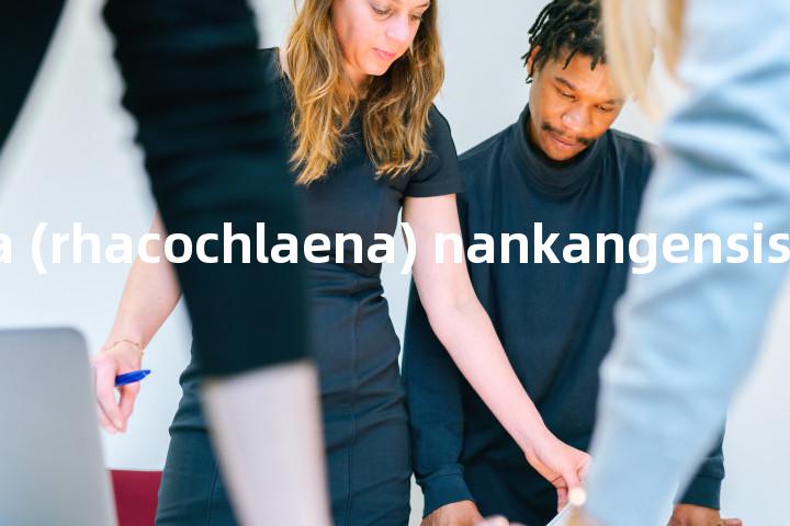 euphranta (rhacochlaena) nankangensis单词图解，单词释义场景配图