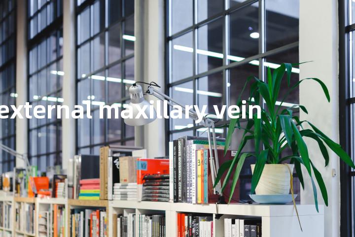 external maxillary vein单词图解，单词释义场景配图