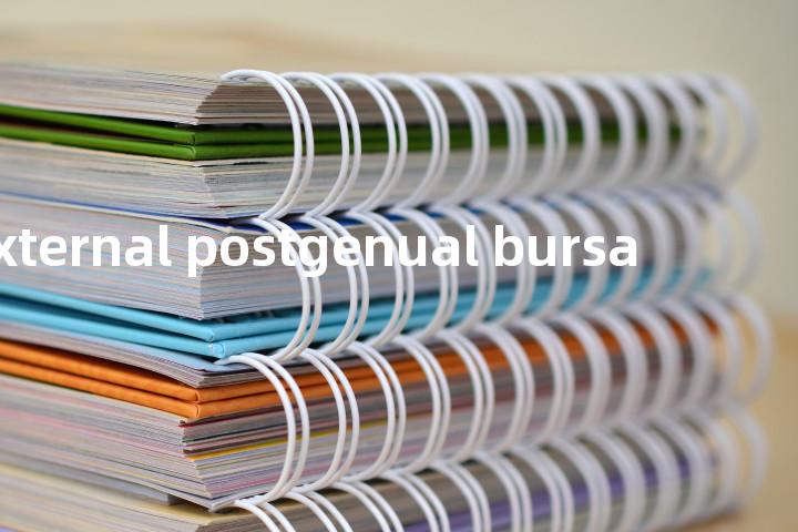 external postgenual bursa单词图解，单词释义场景配图