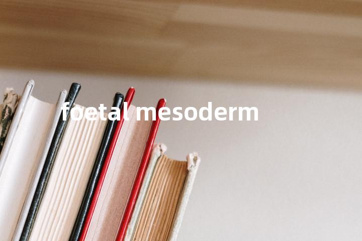 foetal mesoderm单词图解，单词释义场景配图