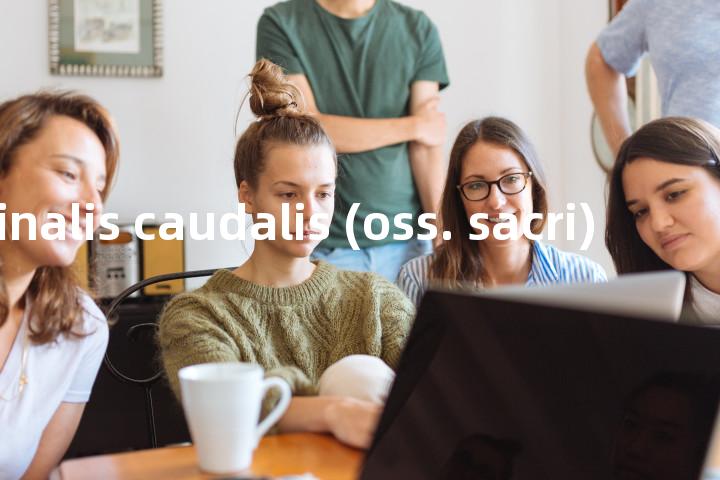 facies terminalis caudalis (oss. sacri)单词图解，单词释义场景配图