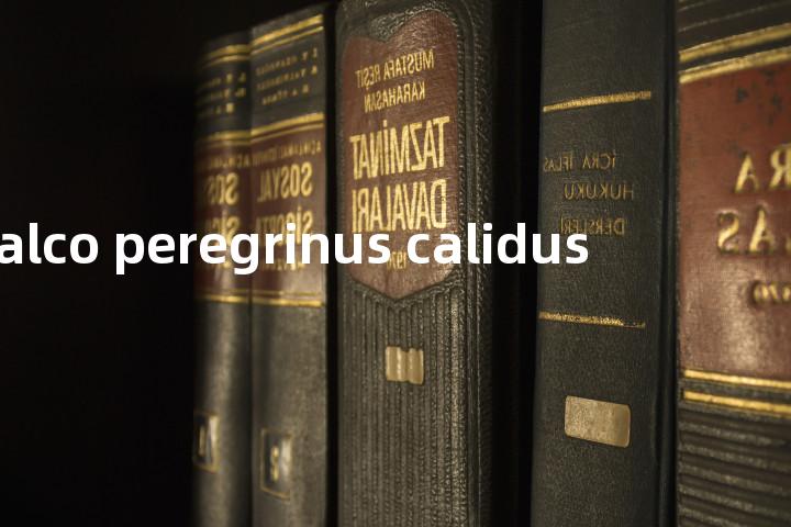 falco peregrinus calidus单词图解，单词释义场景配图