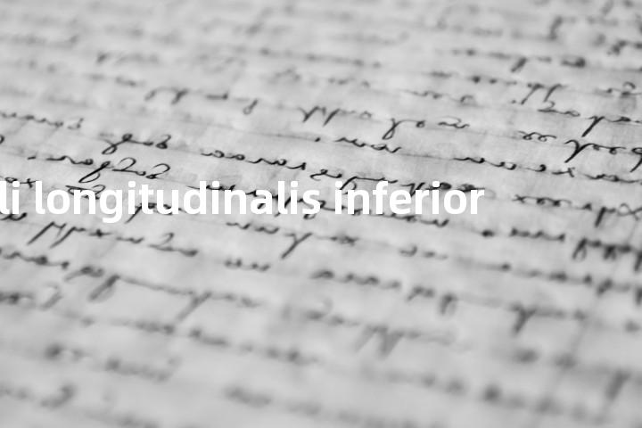 fasciculi longitudinalis inferior单词图解，单词释义场景配图