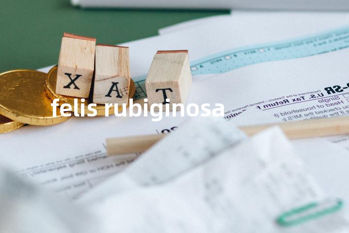 felis rubiginosa单词图解，单词释义场景配图