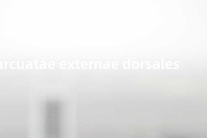 fibrae arcuatae externae dorsales单词图解，单词释义场景配图