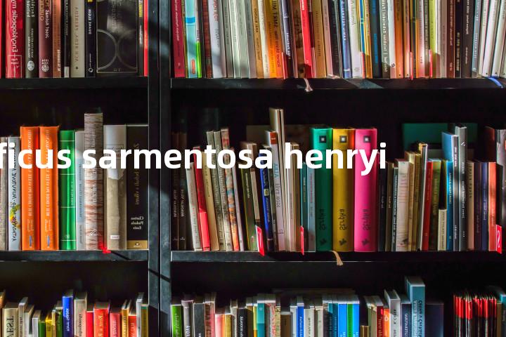 ficus sarmentosa henryi单词图解，单词释义场景配图