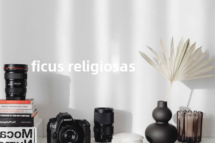 ficus religiosas单词图解，单词释义场景配图