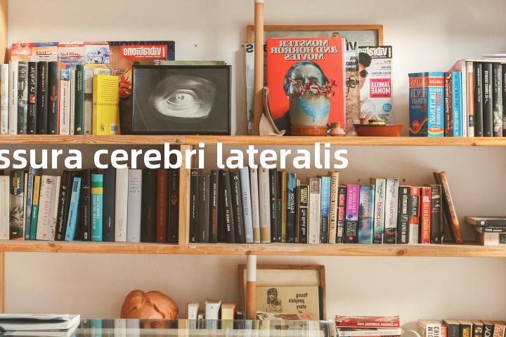 fissura cerebri lateralis单词图解，单词释义场景配图
