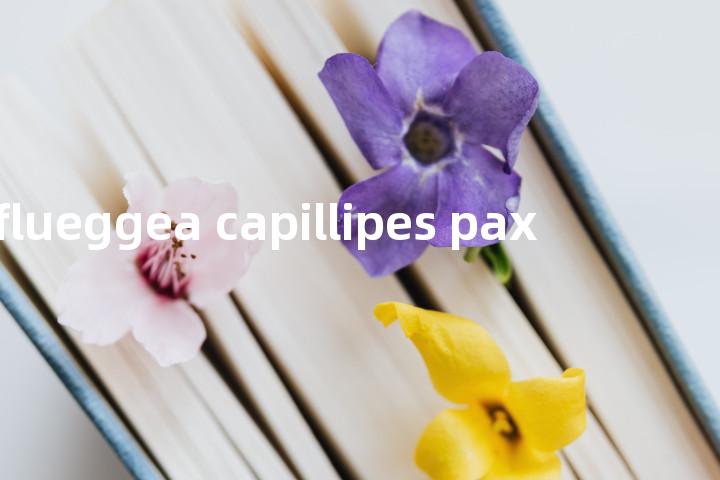 flueggea capillipes pax单词图解，单词释义场景配图