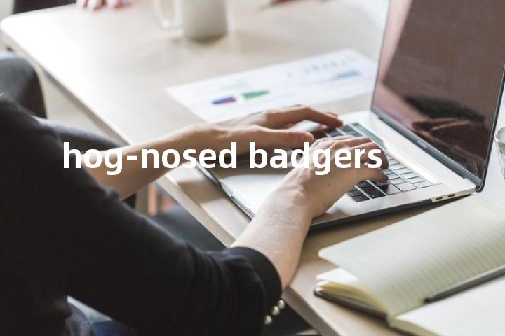 hog-nosed badgers单词图解，单词释义场景配图