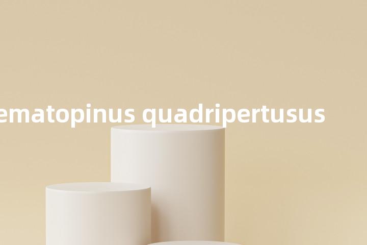haematopinus quadripertusus单词图解，单词释义场景配图