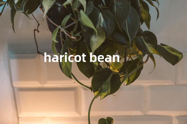 haricot bean单词图解，单词释义场景配图