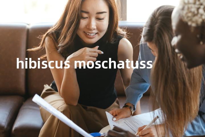 hibiscus moschatuss单词图解，单词释义场景配图