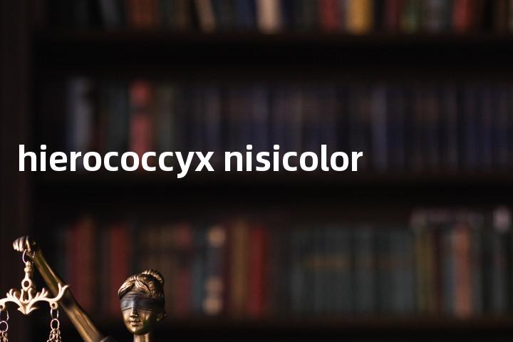 hierococcyx nisicolor单词图解，单词释义场景配图