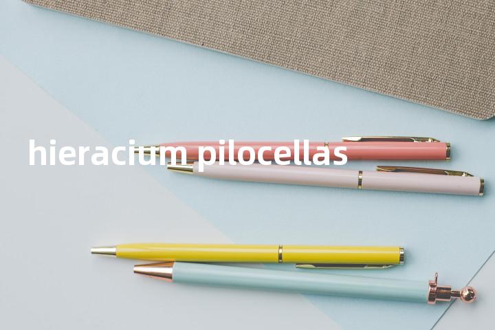hieracium pilocellas单词图解，单词释义场景配图