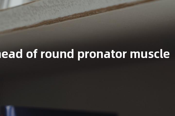 humeral head of round pronator muscle单词图解，单词释义场景配图