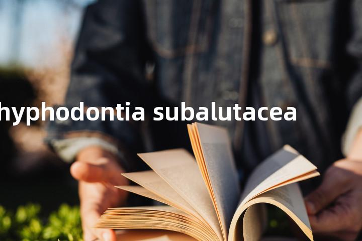 hyphodontia subalutacea单词图解，单词释义场景配图