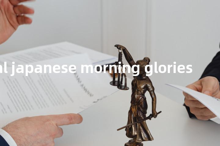 imperial japanese morning glories单词图解，单词释义场景配图