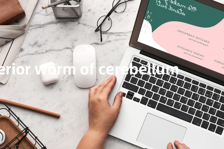 inferior worm of cerebellum单词图解，单词释义场景配图