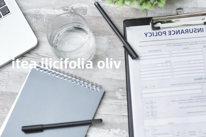 itea ilicifolia oliv单词图解，单词释义场景配图
