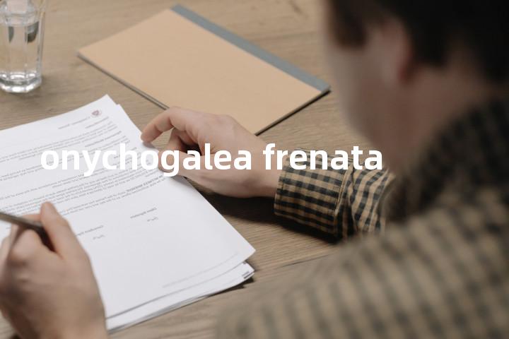 onychogalea frenata单词图解，单词释义场景配图
