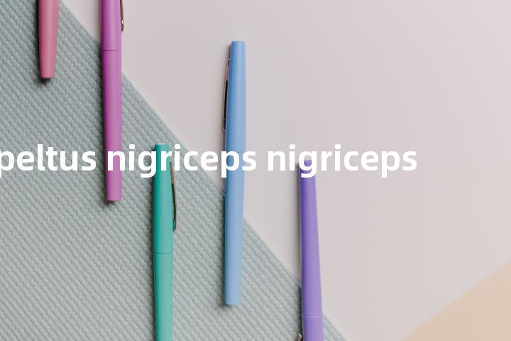 oncopeltus nigriceps nigriceps单词图解，单词释义场景配图