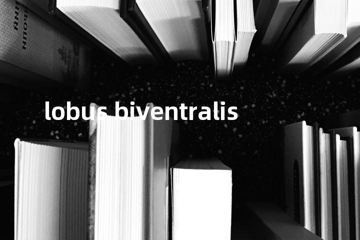 lobus biventralis单词图解，单词释义场景配图