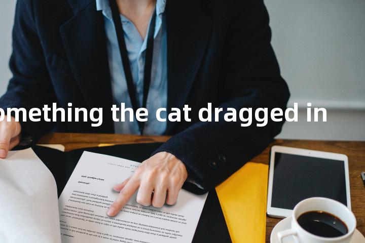 look like something the cat dragged in单词图解，单词释义场景配图